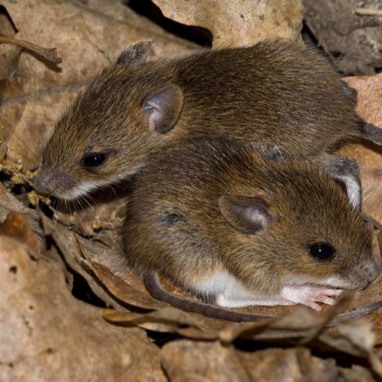 Уничтожения мышей в частном доме в Стерлитамаке?