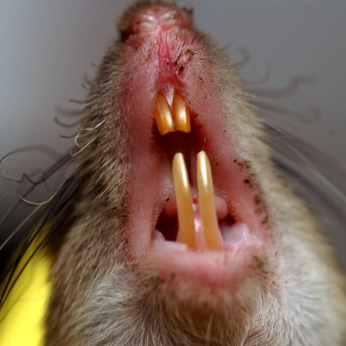 Дератизация крыс в Стерлитамаке?